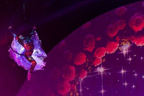 Image de l'artiste en concert.